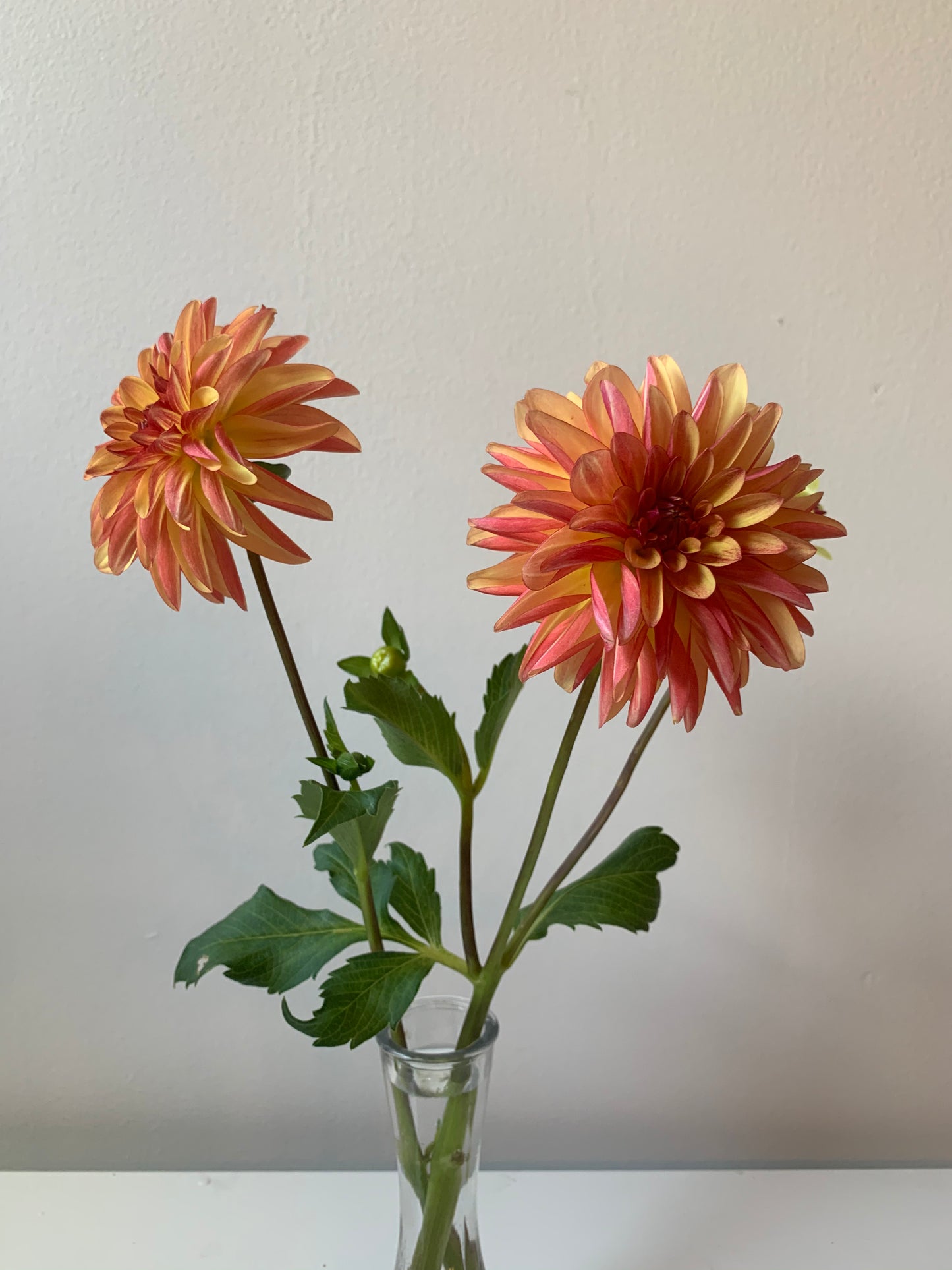 Fidalgo Orange Julie