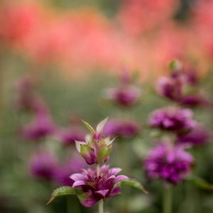 June 27-July 27, 2025