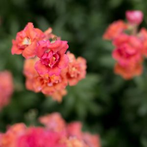 August 1-August 22, 2025